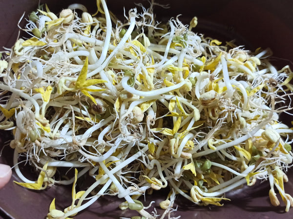 Organic Moong Bean Sprouts With Roots