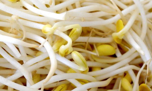 Organic Moong Bean Sprouts With Roots