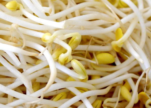 Organic Moong Bean Sprouts With Roots