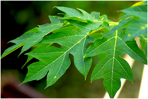 Organic Papaya leaves