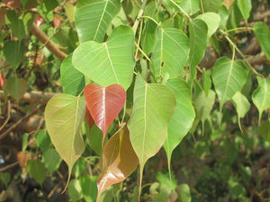 Organic Peepal Leaves