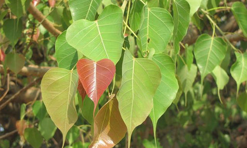 Organic Peepal Leaves