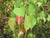 Organic Peepal Leaves