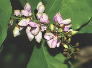 Organic Fresh Pongamia Flower