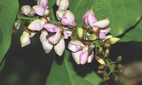 Organic Fresh Pongamia Flower