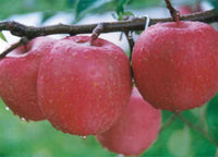 Organic Apple - ROYAL GALA