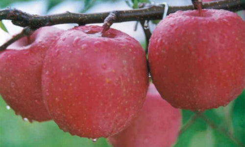 Organic Apple - ROYAL GALA