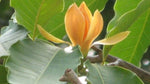 Organic Magnolia Champaca Flower