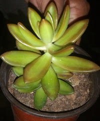 Sedum Nussbaumerianum (Succulent)