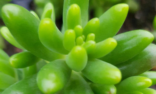 Sedum Rubrotinctum (Succulent)