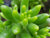 Sedum Rubrotinctum (Succulent)