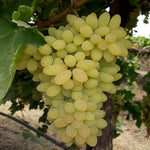 Organic Green Grapes