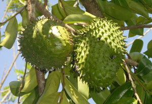 Organic Graviola-Lakshman Phal(Soursop)