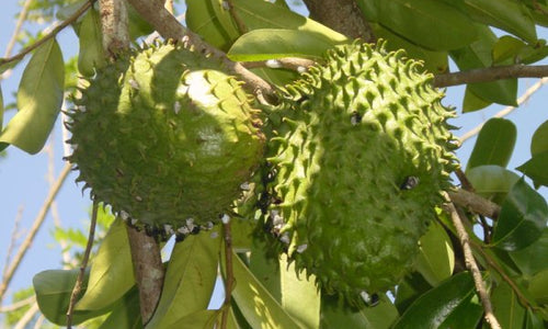 Organic Graviola-Lakshman Phal(Soursop)