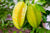 Organic Star fruit