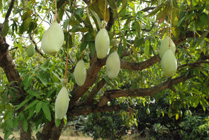 Organic Raw Mango Totapuri