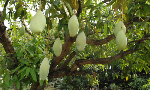 Organic Raw Mango Totapuri-OFFER