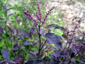 Organic Black Tulsi