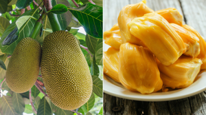 Organic JackFruit (5-6kg)