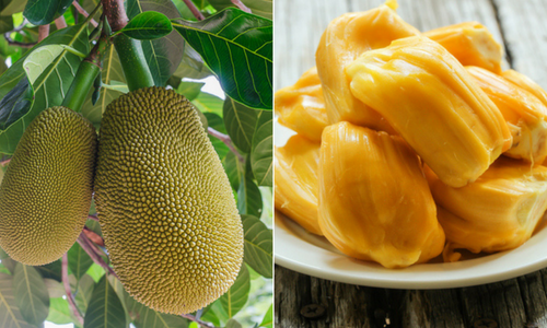 Organic JackFruit (5-6kg)