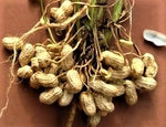 Organic Peanuts/Groundnut with shell-Fresh harvest