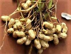 Organic Peanuts/Groundnut with shell-Fresh harvest