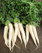 Organic Radish with Leaf