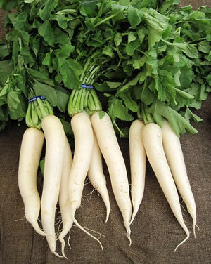 Organic Radish with Leaf
