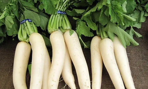 Organic Radish with Leaf