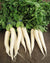 Organic Radish with Leaf