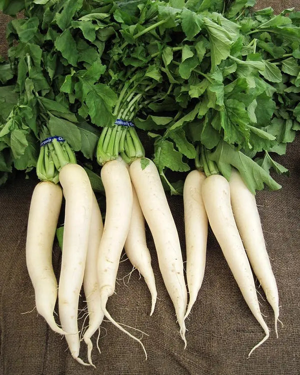 Organic Radish with Leaf