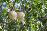 Organic Wood Apple