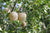 Organic Wood Apple