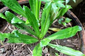 Organic African Coriander Herb