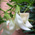 Organic Agathi Keerai Flower (Sesbania)