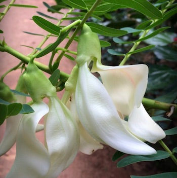 Organic Agathi Keerai Flower (Sesbania)