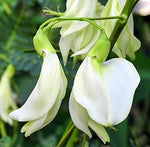 Organic Agathi Keerai Flower (Sesbania)