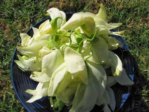 Organic Agathi Keerai Flower (Sesbania)
