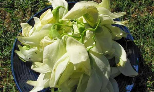 Organic Agathi Keerai Flower (Sesbania)