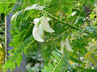 Organic Agathi Keerai Flower (Sesbania)