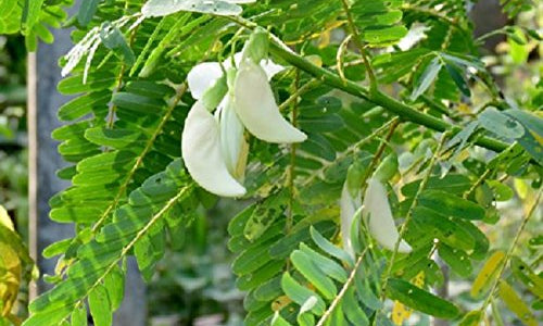 Organic Agathi Leaves (Sesbania)