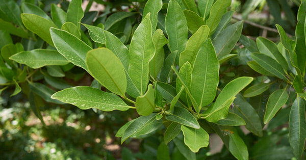 Organic Allspice leaves