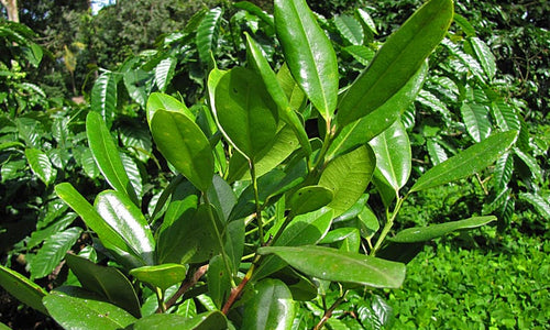 Organic Allspice leaves