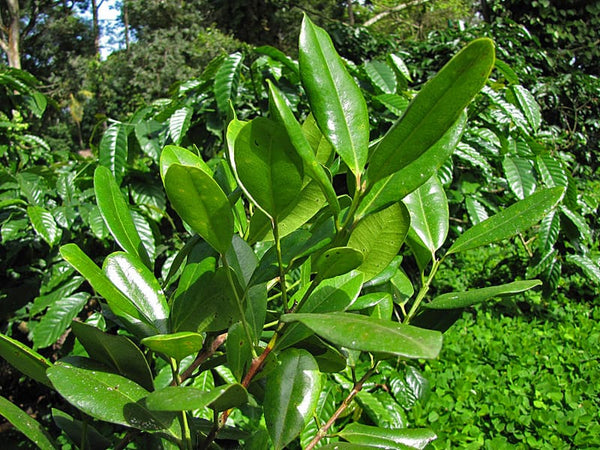 Organic Allspice leaves