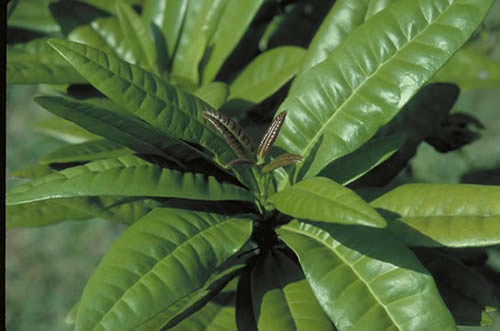 Organic Allspice leaves