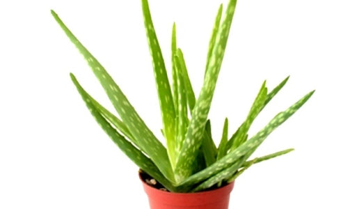 Aloe Vera Succulent