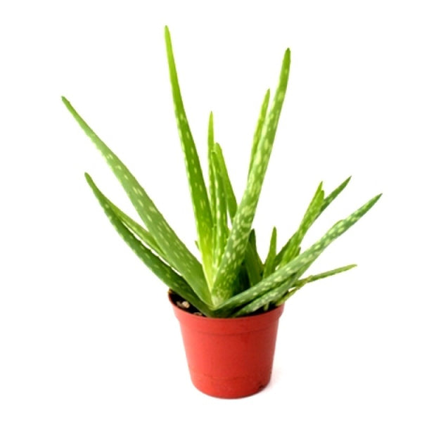 Aloe Vera Succulent