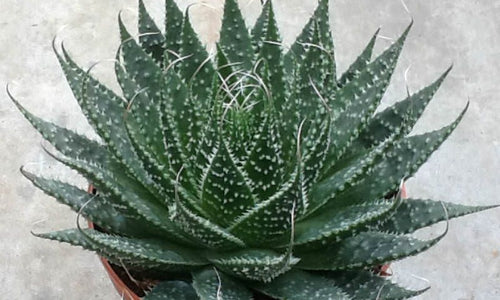 Aloe Aristata
