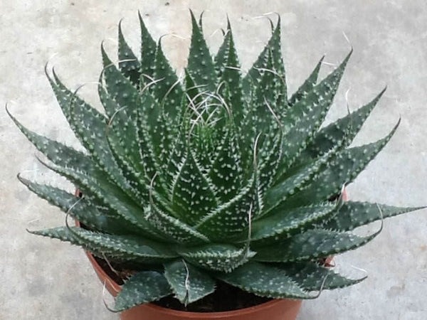 Aloe Aristata