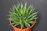 Aloe Aristata